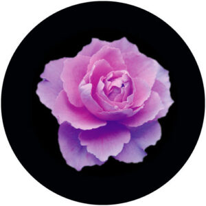 GC3007 Violett