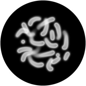 G2155 Worms