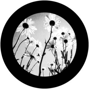 G2315-1 Summer