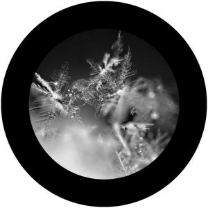 G2315-5 Winter