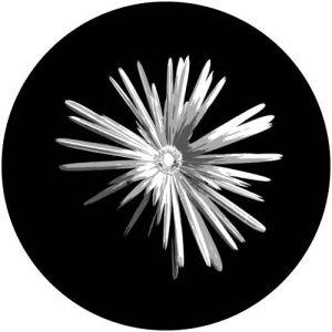 G2316-1 Marigold