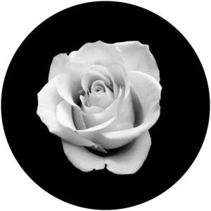 G2317-1 Rose 1