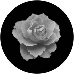 G2317-2 Rose 2