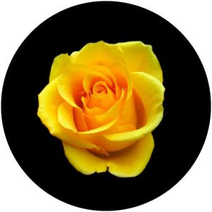 GC4200 Rose 1