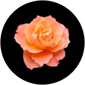 GC4205 Rose 2