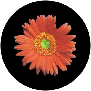 GC4210 Red Gerbera