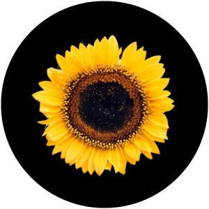 GC4215 Sunflower