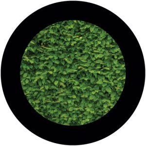 GC4216-2 Intense Green