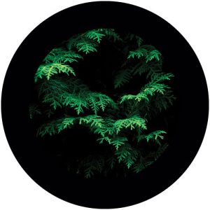 GC4216-4 Ferns