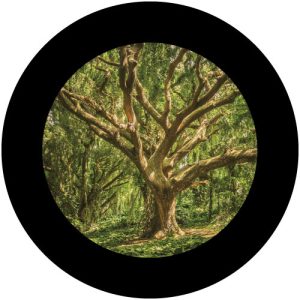 GC4216-5 Mystical Forest