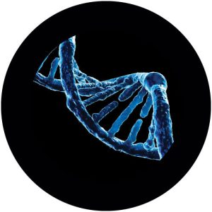 GC4700-1 DNA Strand