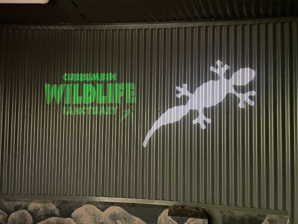 gl10c4-currumbin-wildlife-sanctuary-gecko